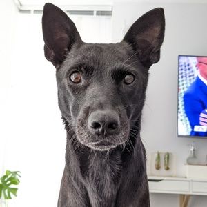 Meet your Posher, William